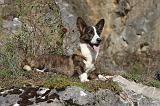 CORGI CARDIGAN 063